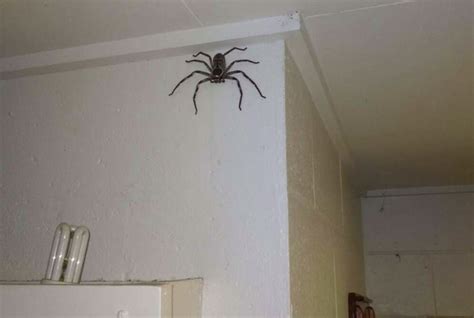 evde örümcek olması iyi midir